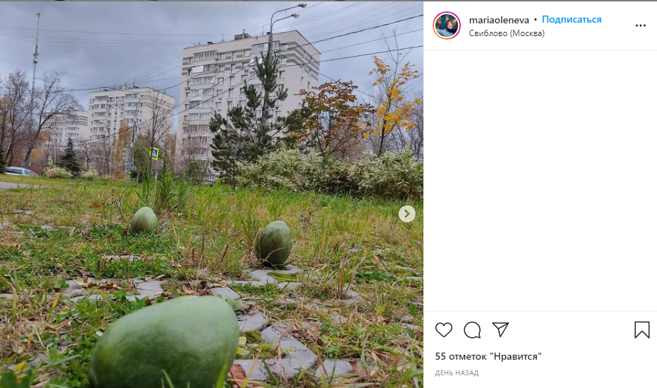 Группа зелёных манго путешествовала по улицам Свиблова